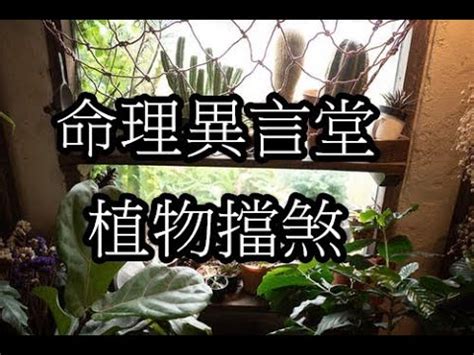 擋壁刀煞植物|事業文昌旺起來！陽台擺「綠色植物」招財又擋煞 9大。